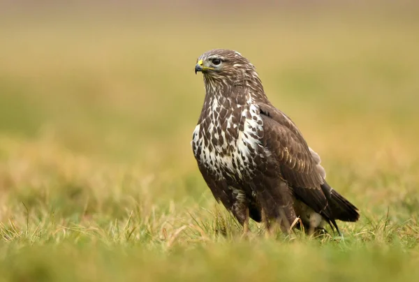 Close View Common Buzzard Natural Habitat — Stock Photo, Image