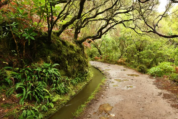 Beau Paysage Île Madère Chemin Levada — Photo