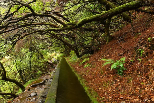 Bela Paisagem Ilha Madeira Levada Caminho — Fotografia de Stock