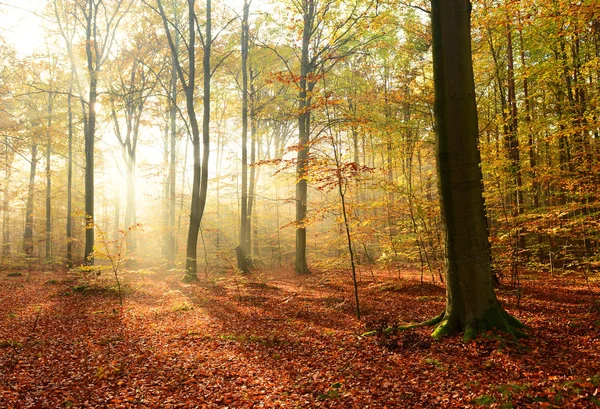 Mooie Zonnige Ochtend Herfst Bos — Stockfoto