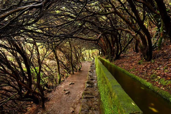 Beau Paysage Île Madère Chemin Levada — Photo