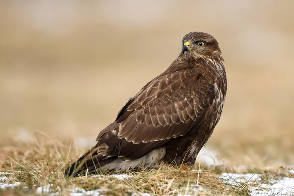 Nahaufnahme Von Mäusebussard Natürlichem Lebensraum — Stockfoto