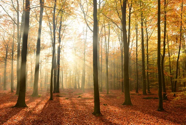 Schöner Sonniger Morgen Herbstlichen Wald — Stockfoto