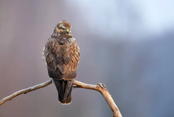 Close Van Buizerd Natuurlijke Habitat — Stockfoto