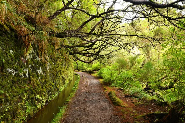 Beau Paysage Île Madère Chemin Levada — Photo