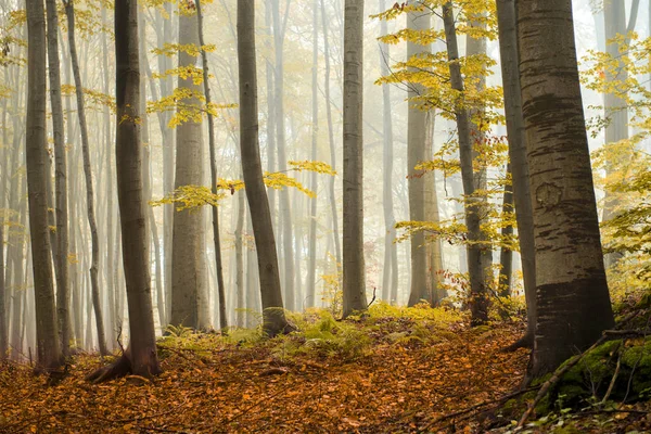 Krásné Slunečné Ráno Podzimním Lese — Stock fotografie