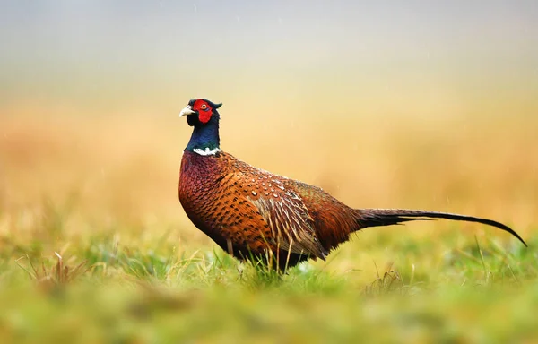 Vista Vicino Ringneck Fagiano Habitat Naturale — Foto Stock