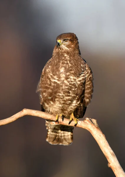 Vista Perto Buzzard Comum Habitat Natural — Fotografia de Stock