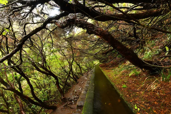 Vackra Landskapet Madeira Levada Sökväg — Stockfoto