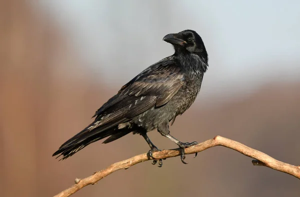 Schwarzer Rabe Sitzt Auf Ast Nahaufnahme — Stockfoto