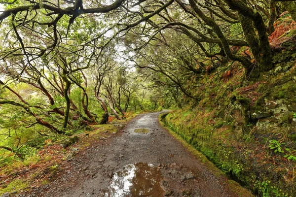 Prachtige Landschap Van Het Eiland Madeira Levada Pad — Stockfoto