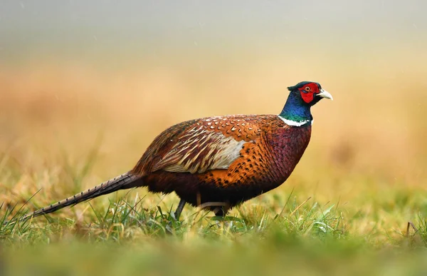 Крупним Планом Подання Фазан Ringneck Природному Середовищі Існування — стокове фото