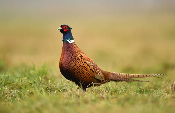 Vue Rapprochée Faisan Collier Dans Habitat Naturel — Photo