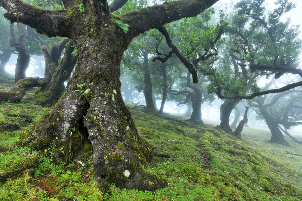Původní Cedr Strom Lese Fanalu Ostrov Madeira Portugalsko — Stock fotografie