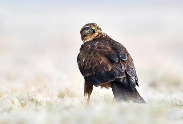 Vista Perto Buzzard Comum Habitat Natural — Fotografia de Stock