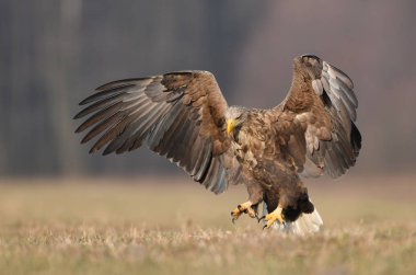 Beyaz kuyruklu kartal (Haliaeetus albicilla)