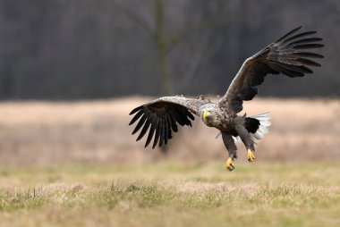Beyaz kuyruklu kartal (Haliaeetus albicilla)