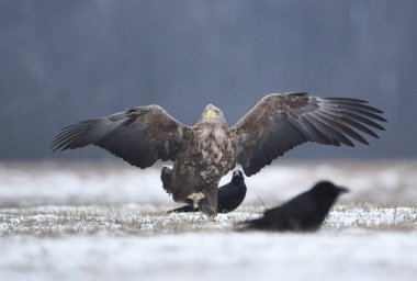 Beyaz kuyruklu kartal (Haliaeetus albicilla)