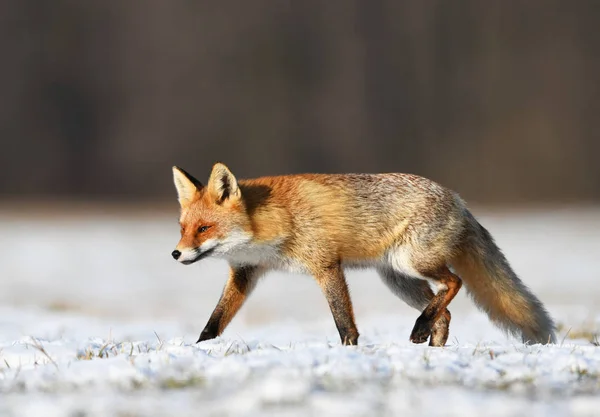 Лиса Природе Vulpes Vulpes — стоковое фото