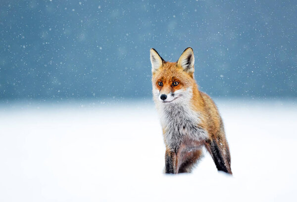 Fox in nature (Vulpes vulpes)