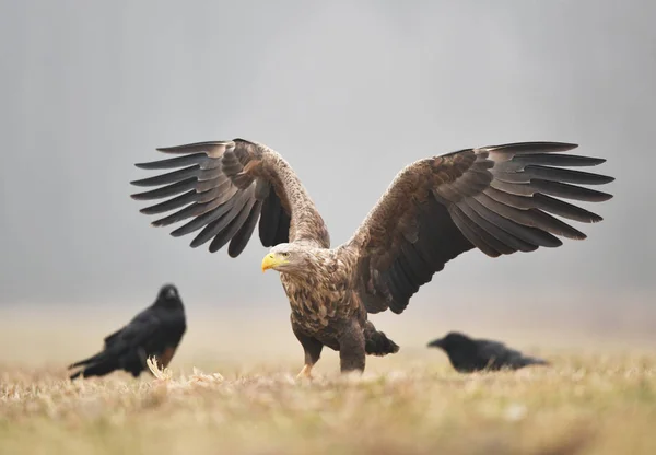 Seeadler Haliaeetus Albicilla — Stockfoto