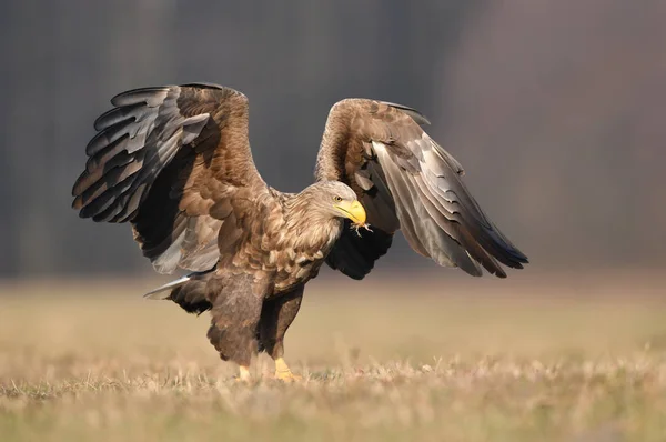 Білий Хвістний Орел Альбіцилла Haliaeetus — стокове фото