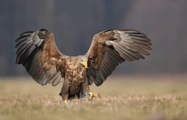 Белохвостый Орёл Haliaeetus Albicilla — стоковое фото