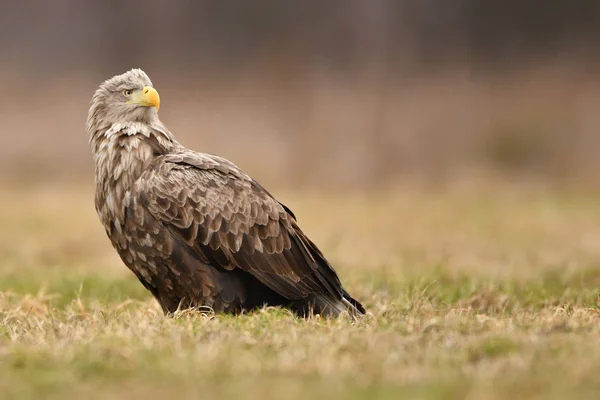 Orel Běloocasý Haliaeetus Albicilla — Stock fotografie