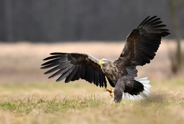 Águila Cola Blanca Haliaeetus Albicilla —  Fotos de Stock