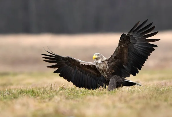 Águila Cola Blanca Haliaeetus Albicilla — Foto de Stock