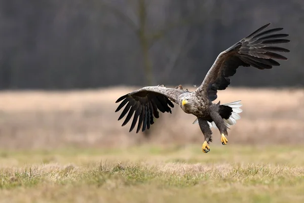 Белохвостый Орёл Haliaeetus Albicilla — стоковое фото