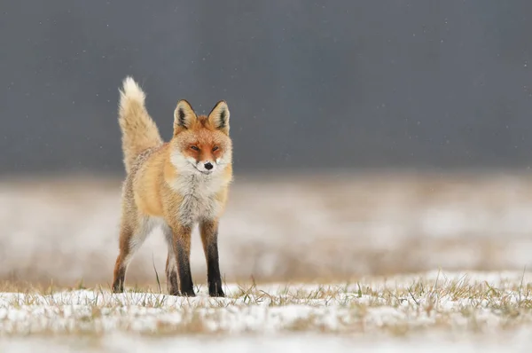 Fox Nature Vulpes Vulpes — Stock Photo, Image