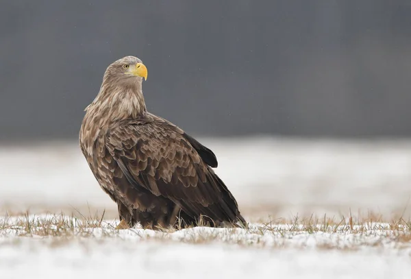 Zeearend Haliaeetus Albicilla — Stockfoto