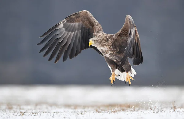 Vitstjärtad Örn Haliaeetus Albicilla — Stockfoto