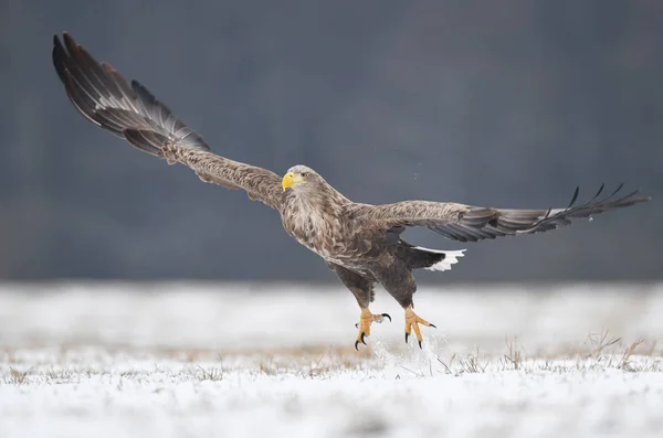 Beyaz Kuyruklu Kartal Haliaeetus Albicilla — Stok fotoğraf