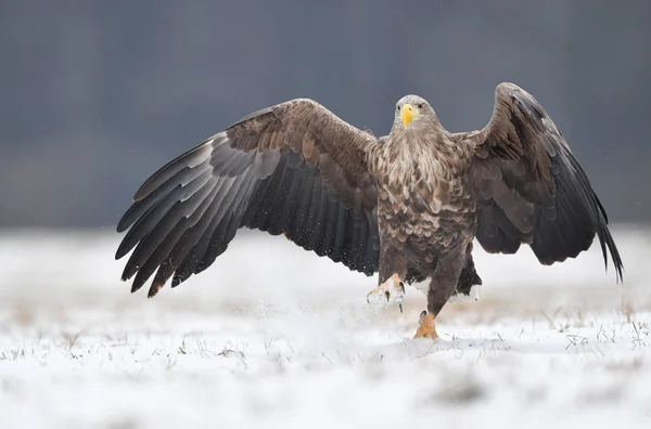 Zeearend Haliaeetus Albicilla — Stockfoto