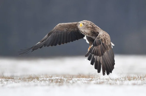 Beyaz Kuyruklu Kartal Haliaeetus Albicilla — Stok fotoğraf