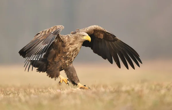 Aigle Queue Blanche Haliaeetus Albicilla — Photo