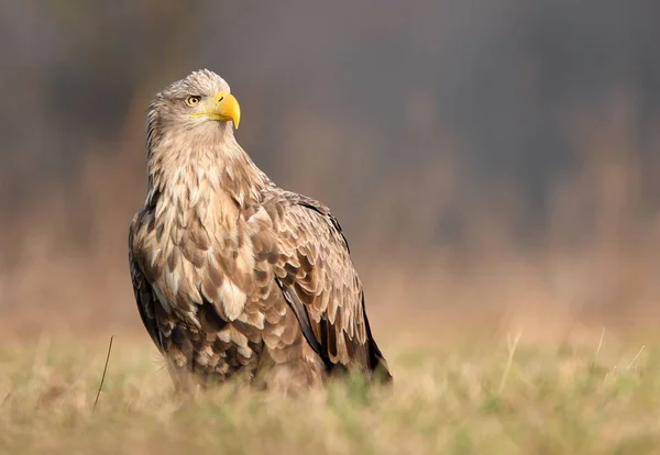 Águila Cola Blanca Haliaeetus Albicilla — Foto de Stock