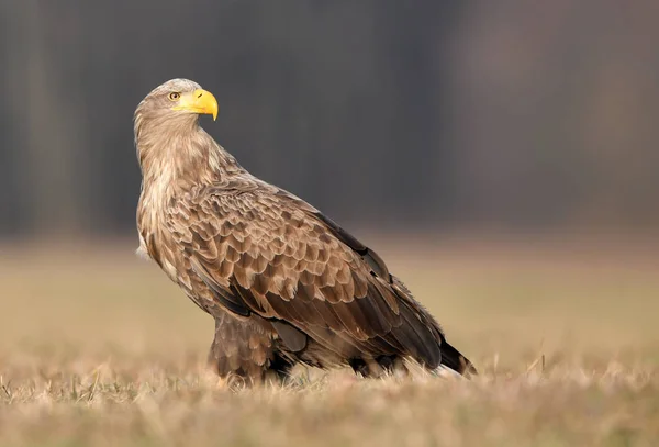 Orel Běloocasý Haliaeetus Albicilla — Stock fotografie