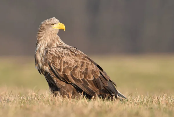 Білий Хвістний Орел Альбіцилла Haliaeetus — стокове фото