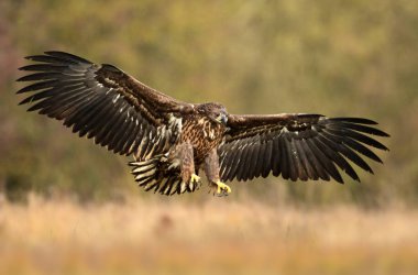 Beyaz kuyruklu kartal (Haliaeetus albicilla)