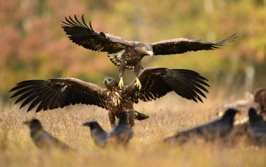 Kartallar (Haliaeetus albicilla Beyaz kuyruklu)