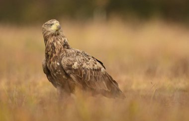 Beyaz kuyruklu kartal (Haliaeetus albicilla)