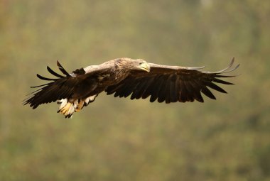 Beyaz kuyruklu kartal (Haliaeetus albicilla)