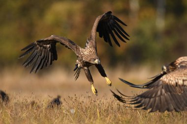 Kartallar (Haliaeetus albicilla Beyaz kuyruklu)