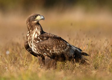 Beyaz kuyruklu kartal (Haliaeetus albicilla)
