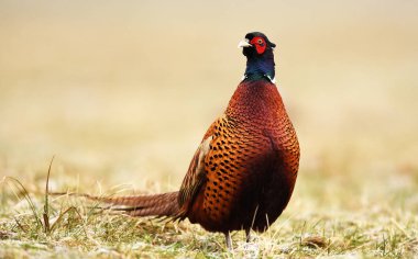 Halka yakalı Sülün (Phasianus colchicus)