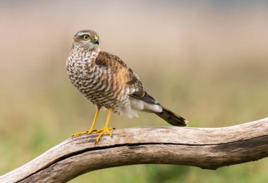 Euarsian sarrowhawk (Accipiter nisus)