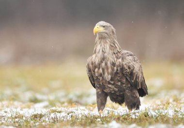 Beyaz kuyruklu kartal (Haliaeetus albicilla)